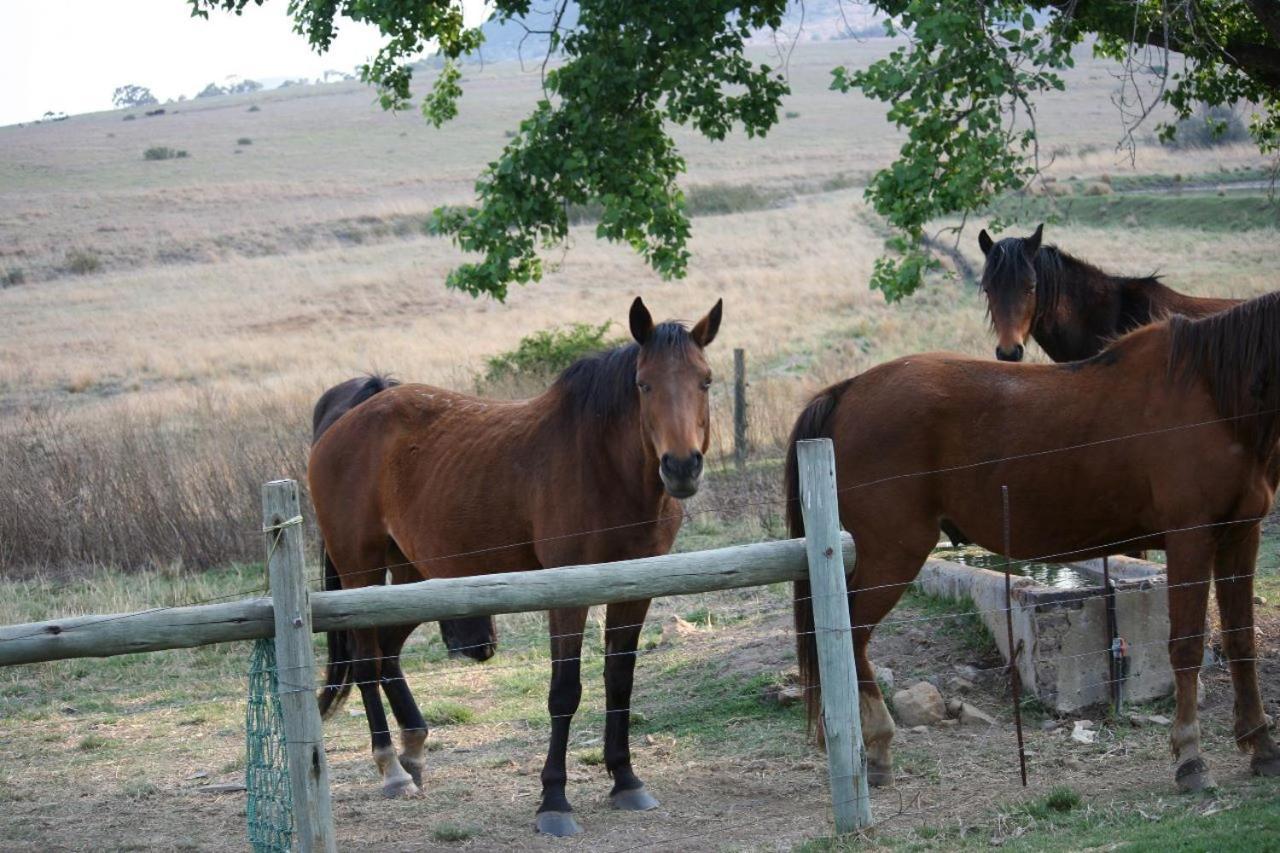 Forellenhof Guest Farm Wakkerstroom Ngoại thất bức ảnh